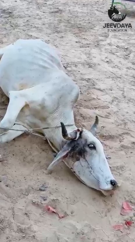 Hope for Her Horn — Help Sushila Heal